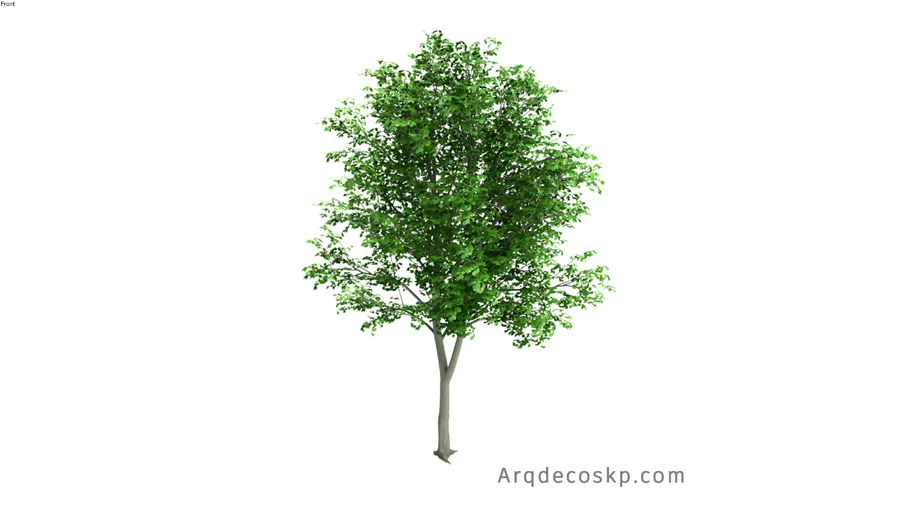 Árbol / Tree / Árvore