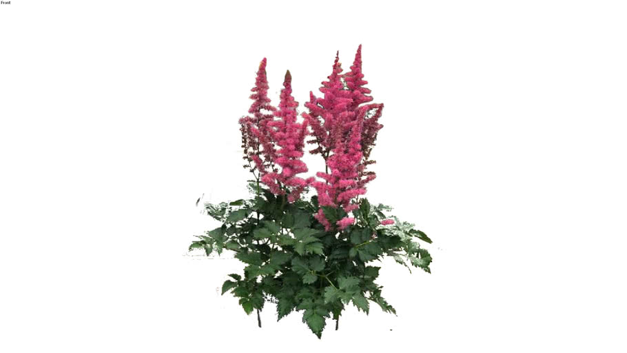 Astilbe chinensis ‘Little Vision Pink’ 2D follow me | 3D Warehouse