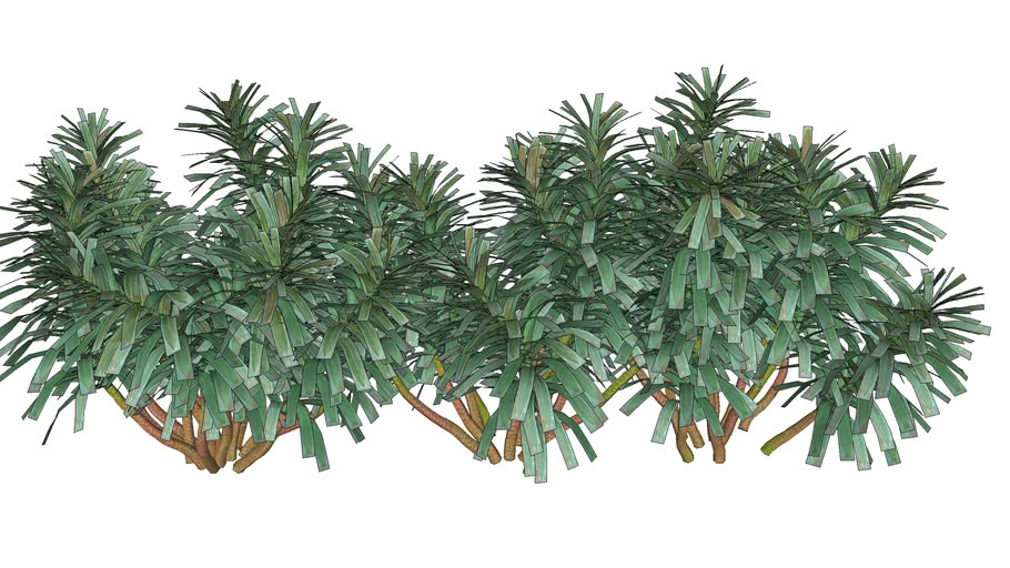 3d shrub euphorbia characias_02 | 3D Warehouse