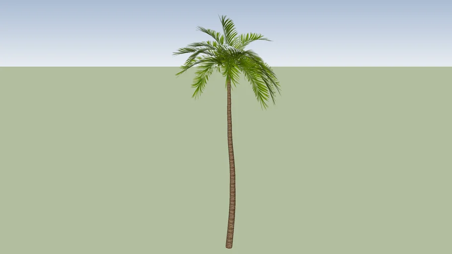 palm jeriva