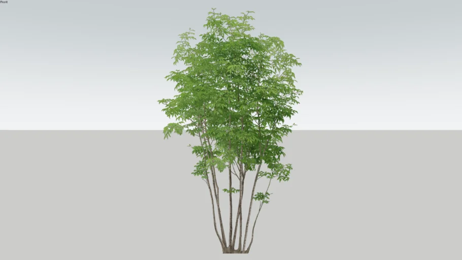 Multistem tree (2D)