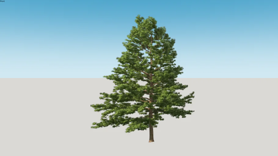 Pine tree | 3D Warehouse