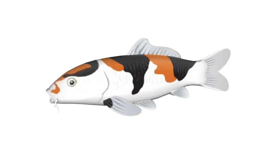 3d KOI 