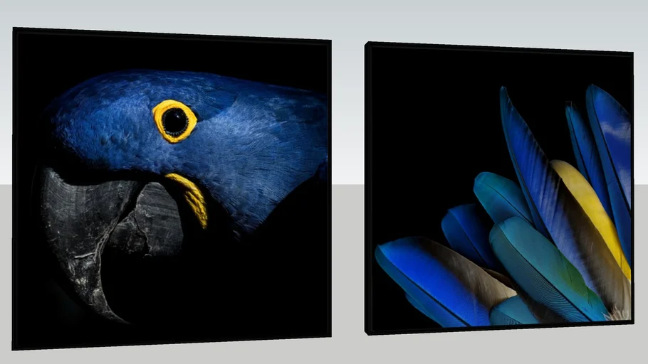 Conjunto com 2 Quadros Decorativos Arara Azul e Penas de Pássaros
