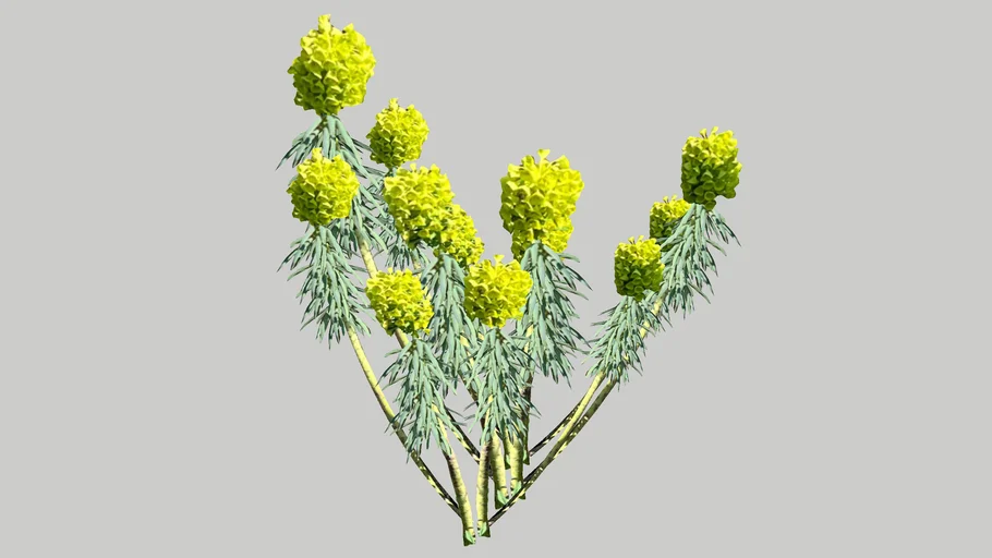 Euphorbia wulfenii 3D