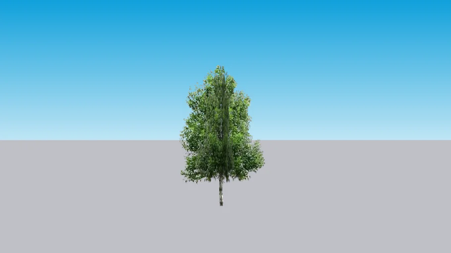 Birch 5 | 3D Warehouse