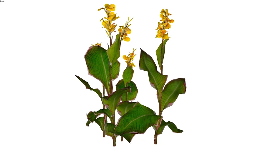 Canna indica - Cây rong diềng