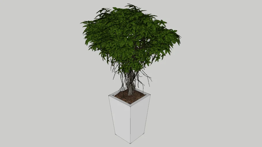 Tree Plant 2