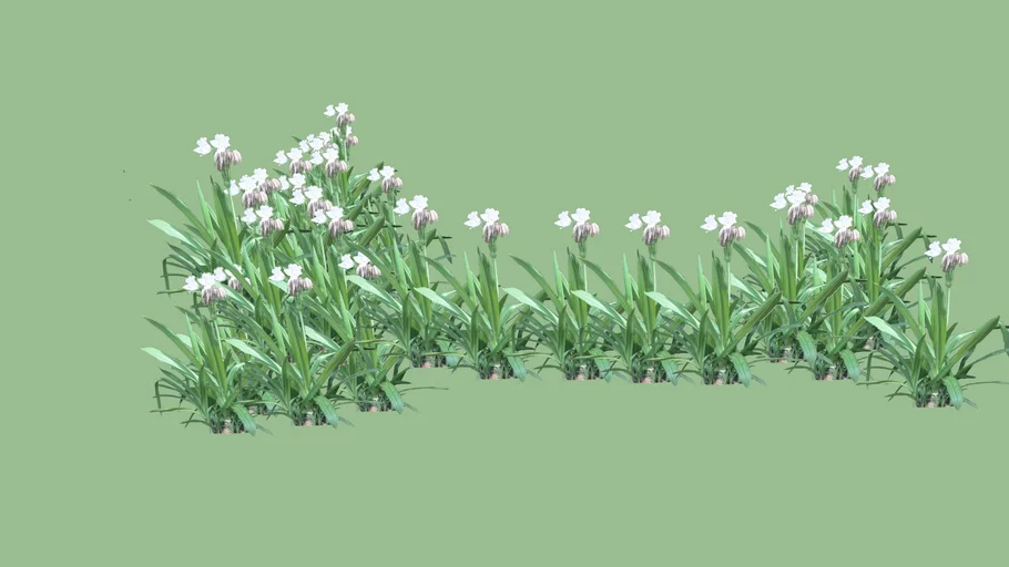 lilly | 3D Warehouse