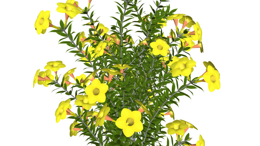 Allamanda polyantha - Allamanda arbustiva amarela | 3D Warehouse