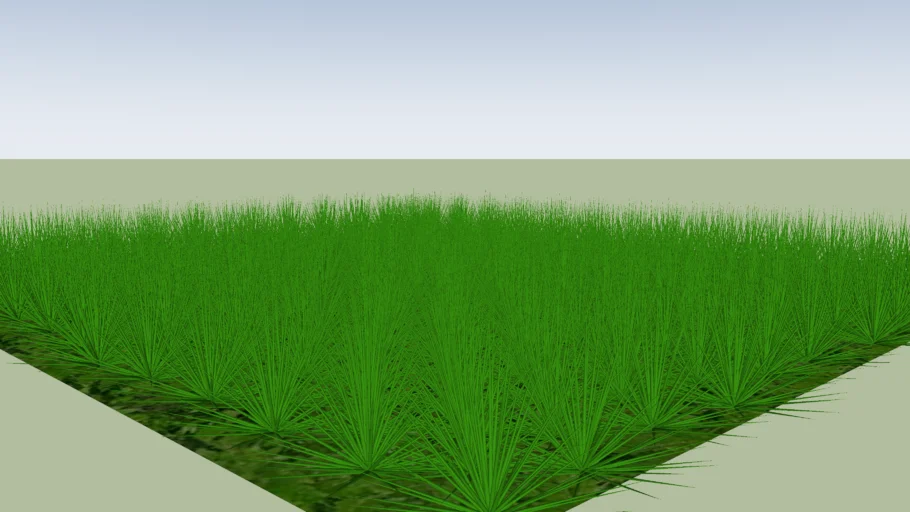 grass