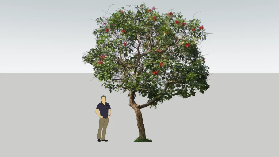 Erythrina Tree / Pohon Dadap Merah