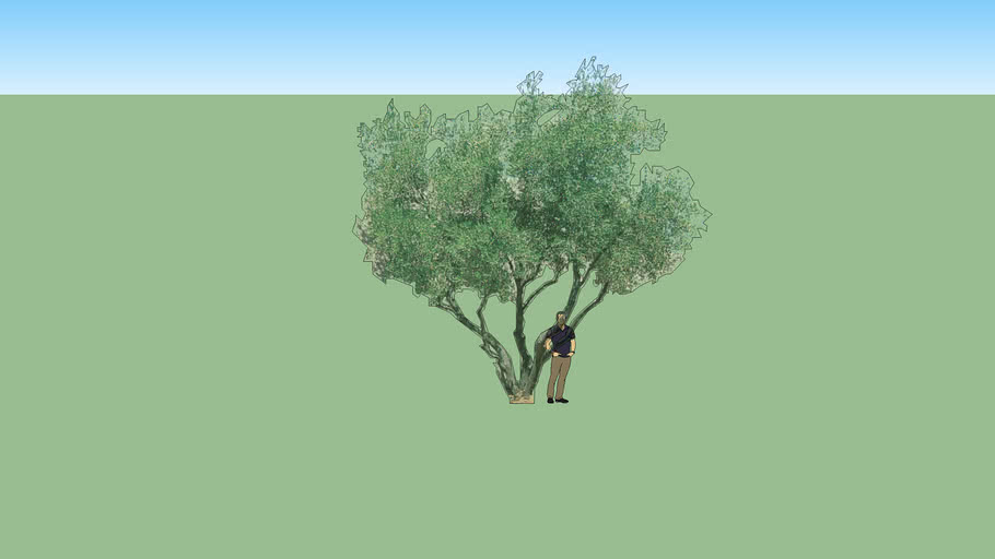 Fruitless Olive Tree - 2D Face me | 3D Warehouse