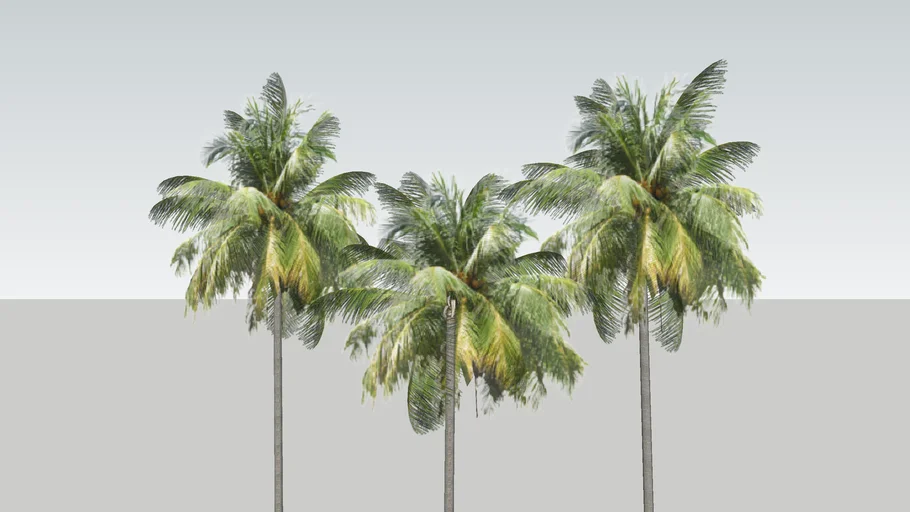 Coconut Tree Sri Lanka | 3D Warehouse