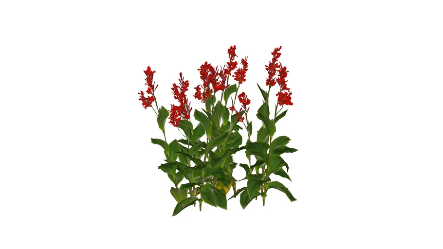 Canna indica - Cây rong diềng