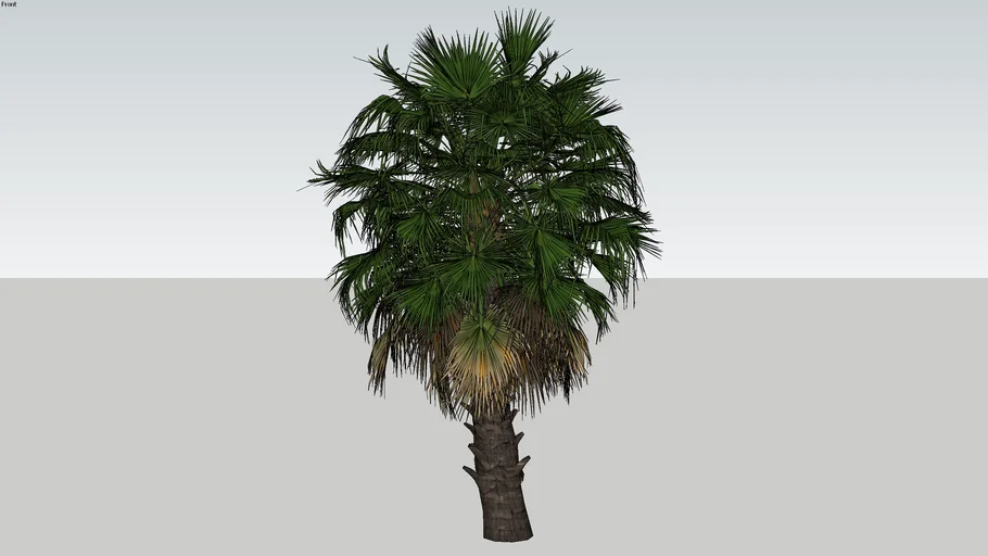 Palm tree khmer | 3D Warehouse