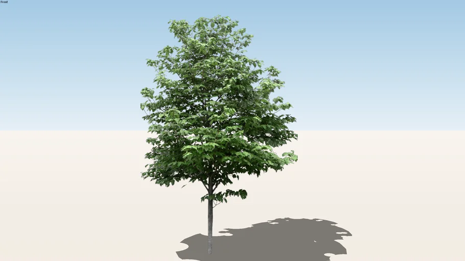 Tree png TH-02 | 3D Warehouse