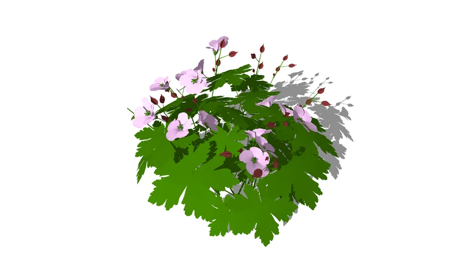 Geranium macrorrhizum