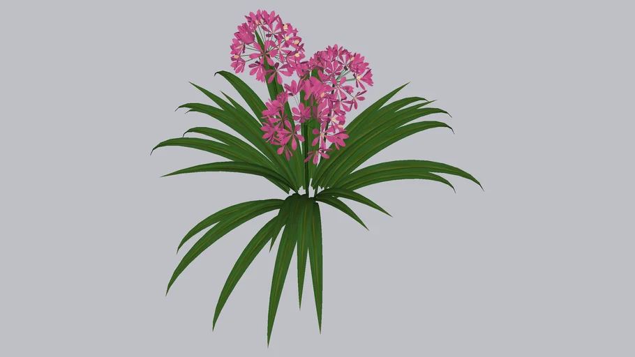 Epidendro