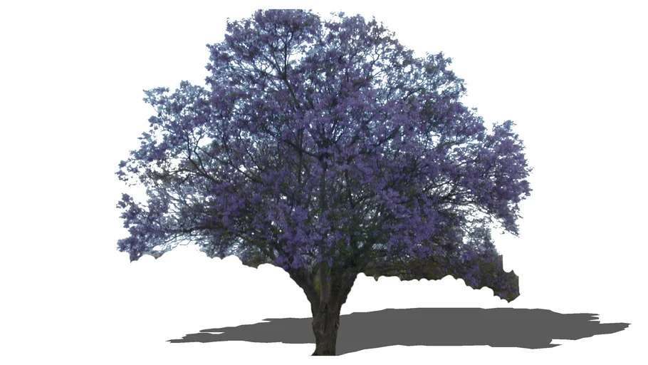 Tree - Flowering and Fruiting - Jacaranda mimosifolia 2