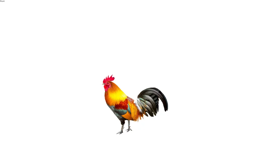 Rooster