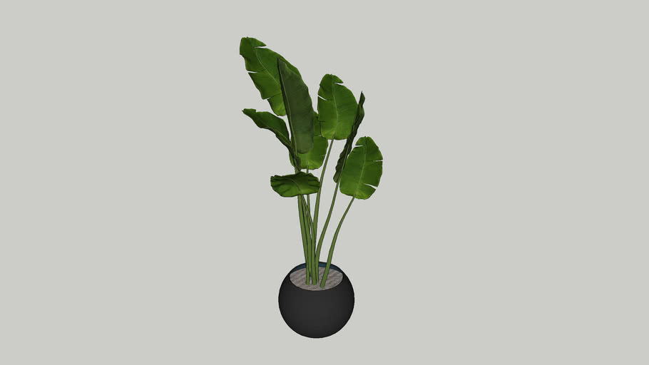 Bananenplant | 3D Warehouse