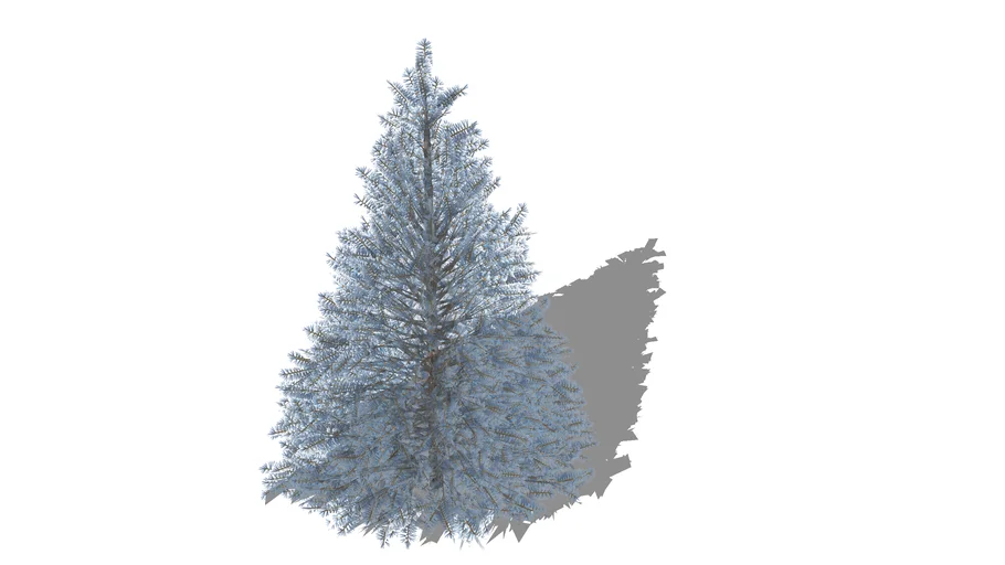 3D Landscape Plant - Blue Spruce Dwarf Picea Pungens Tree