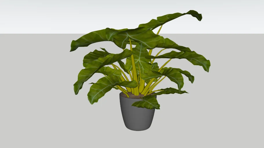 ALOCASIA