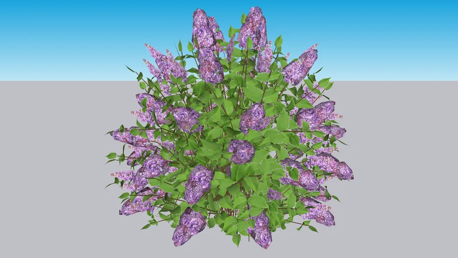 Scentara® Double Blue - Lilac - Syringa x hyacinthiflora