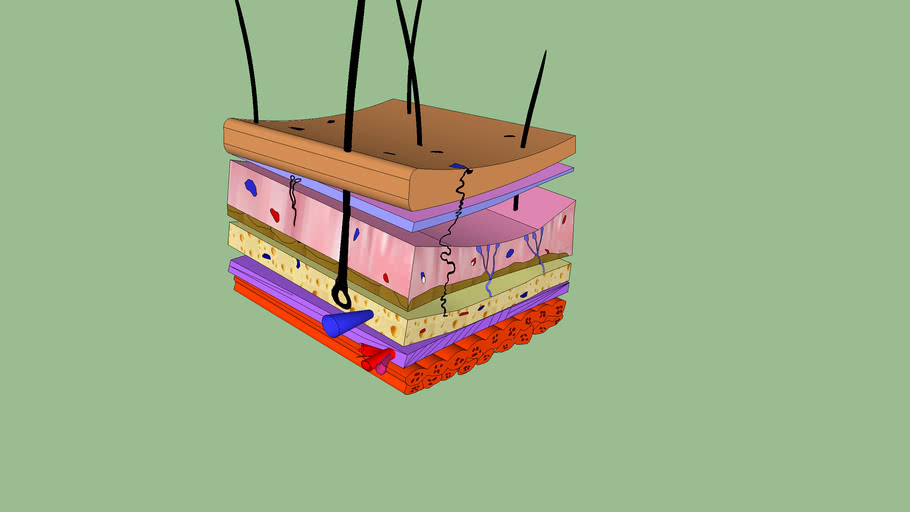 Layers of Skin with Hairs | 3D Warehouse