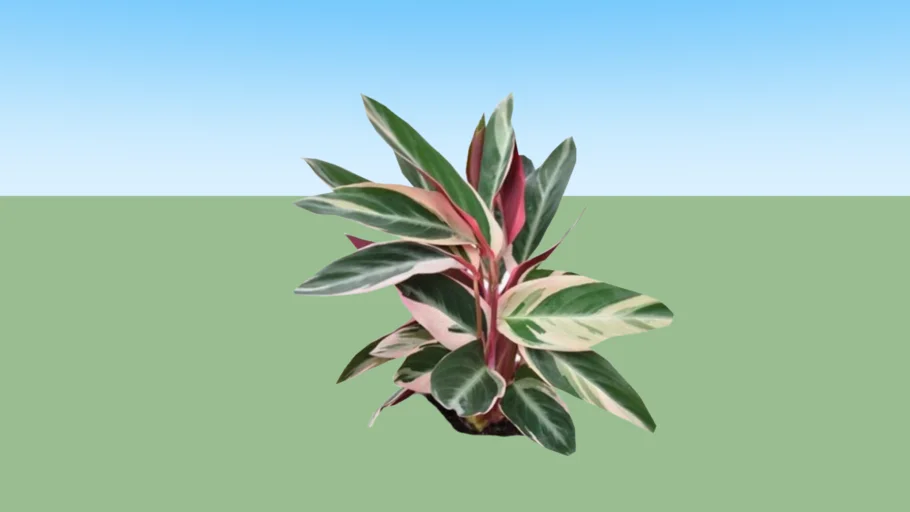 Calathea