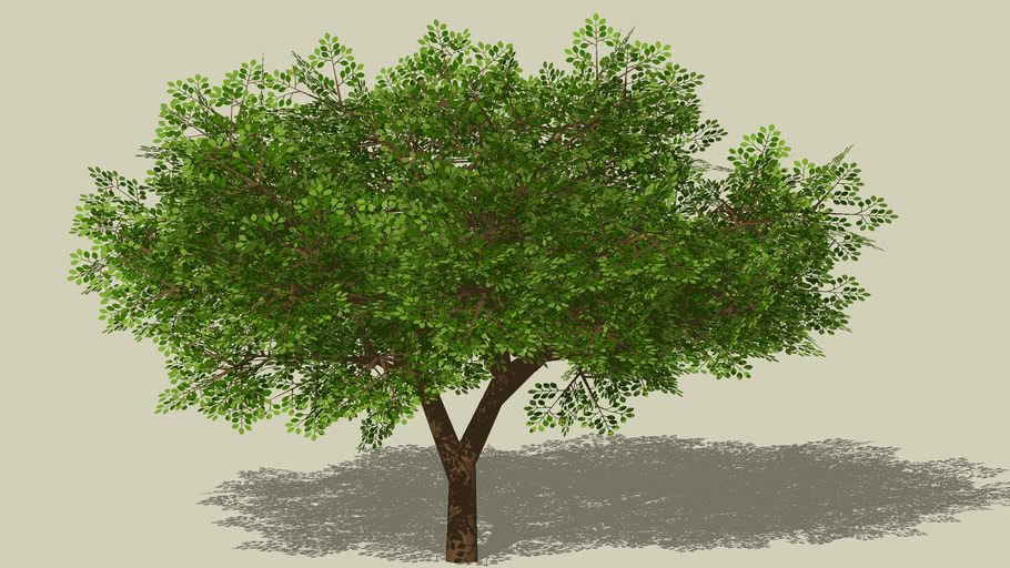 Leafytreeskp 3d Warehouse 