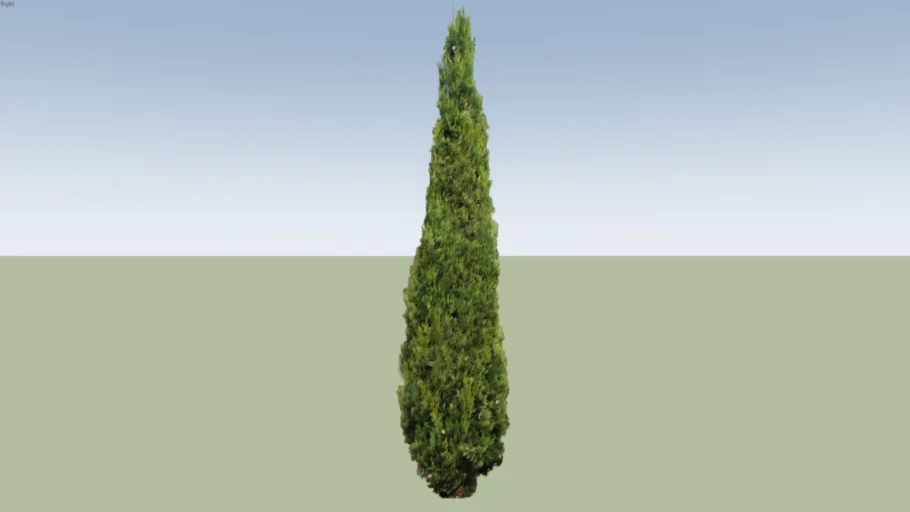 Cypress | 3D Warehouse