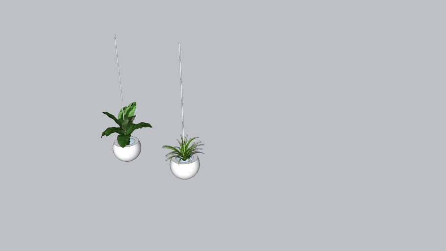 Hanging indoor plants