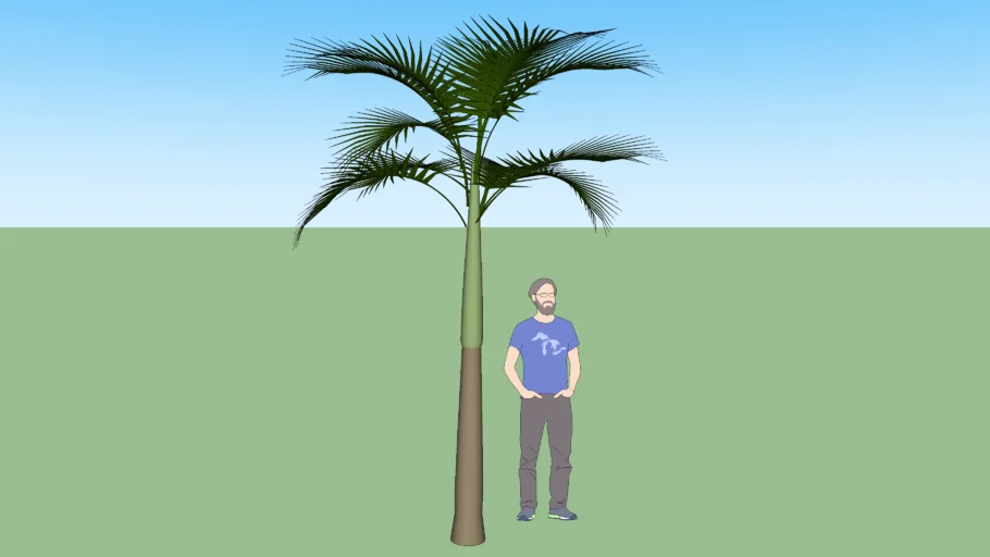 Palm Tree