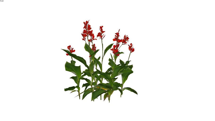 Canna indica - Cây rong diềng