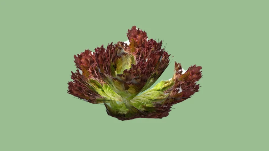 Red green lettuce