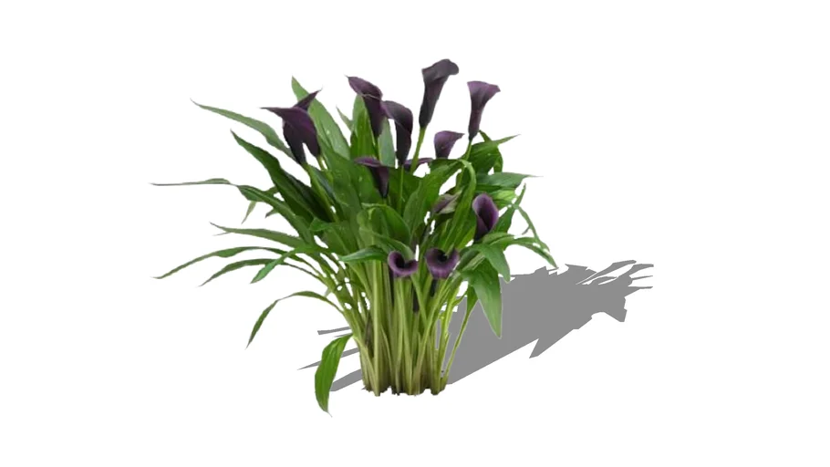 Purple Calla Lily (Zantedeschia) | 3D Warehouse