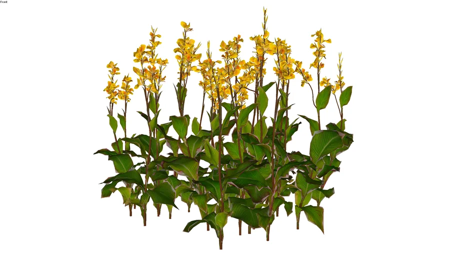 Canna indica - Cây rong diềng