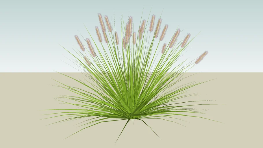 Dwarf Fountain Grass | 3D Warehouse