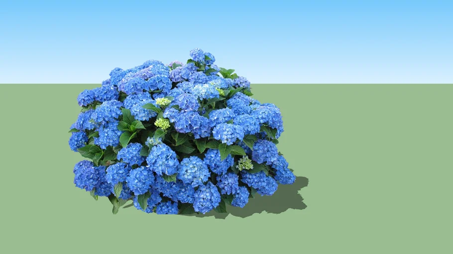 Hydrangea macrophylla