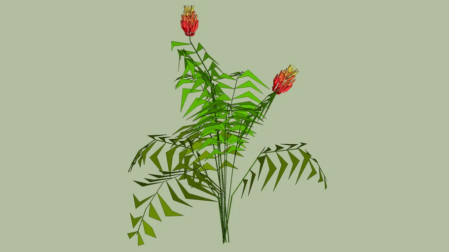 Pride of Barbados