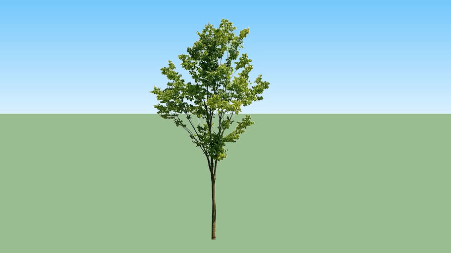 Pohon 1 | 3D Warehouse