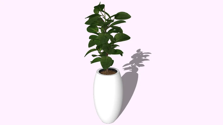 plant ( Indoor pot ) 