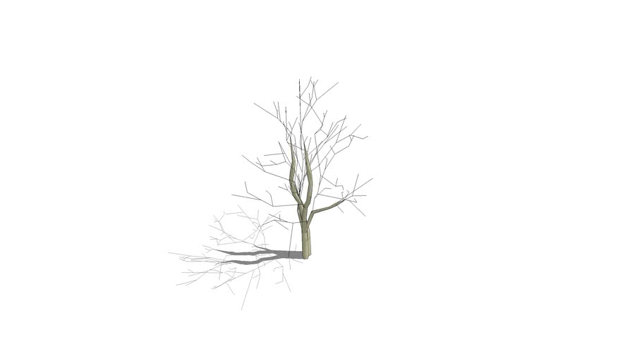 arbre en hiver martin