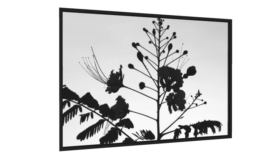 Quadro Single Plant - Galeria9, por Marcia Lobo