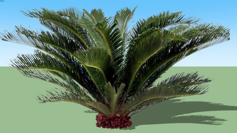 Cycas revoluta - Palm - Sago | 3D Warehouse