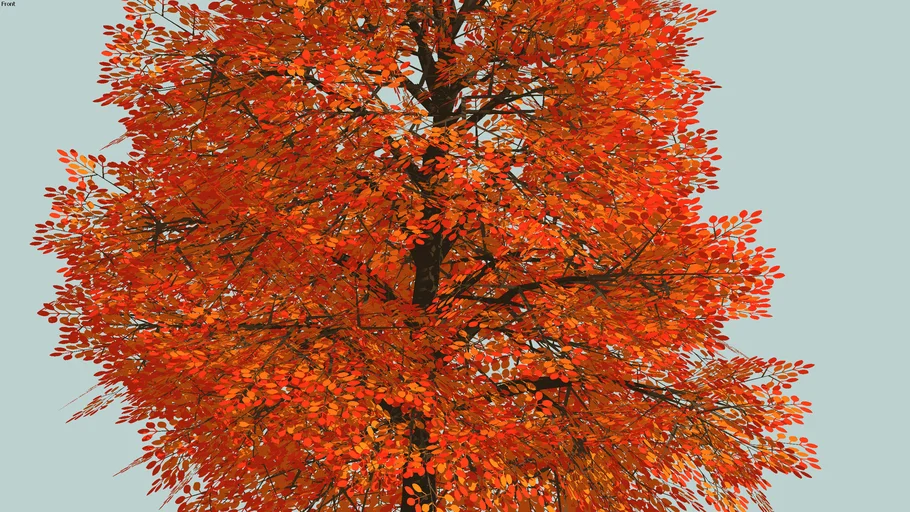 Tree orange leaf high