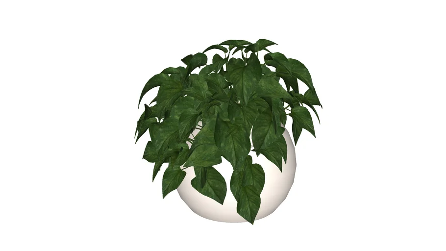 PaisagismoJib iaEpipremnum aureum 3D Warehouse