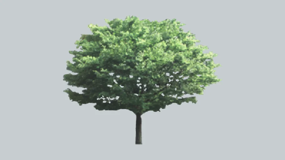 tree (2D) 7th